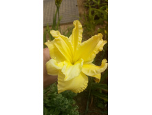 ���� ����� ���