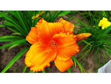 ��������� ������� ����� �����,������������� ��������