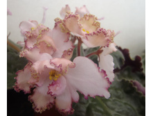 Dn-��������� ���.jpg