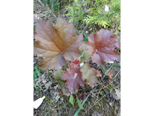 ��������� �����