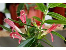 �������� Sylvia - �/�. - 150 ���.