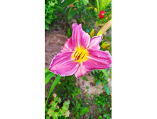 �������� �����������