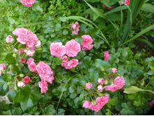 P1090161.JPG ���� �������������� ;4 ������.