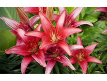 ����� �������