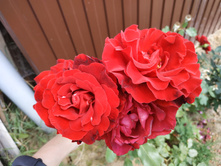 IMG 20190728 113828.jpg