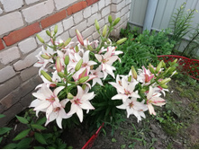 ������ IMG 20190706 110129.jpg