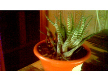 �������� ���������