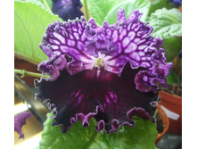 Dem-��������� ����� �.jpg