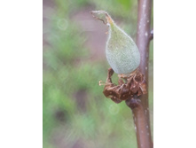 ������� ����