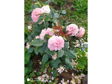 IMG 20190630 175914.jpg