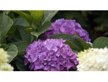 ������ �������