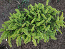 ��� ����������