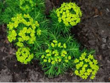 ������� ����������� 30 ���