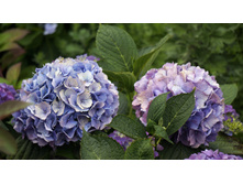 ��������� � � ������