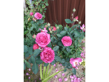 IMG 20190721 095945.jpg