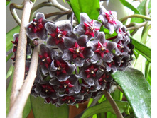 ���� Pubicalyx red button (�.�.) - 250 ���. �/�