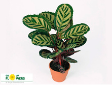 ������� ��������� ���� ( Calathea roseopicta Cora) -