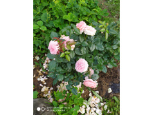 IMG 20190630 175848.jpg