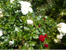 P1090166.JPG ����� ���� �������������� �����,� ����� �������(�� ����� ���� ������) ������ �����.