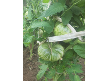 ���� ����������