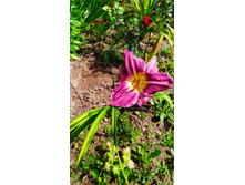 �������� ����������