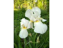 ���� ����� ������� ����������