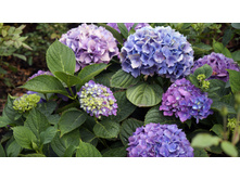 ��������� � � ������