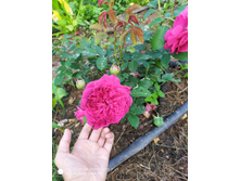 IMG 20190630 175901.jpg