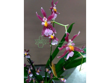 �������� ���� ���� ��� ���� ( Mieke von Holm) - 500 ���.