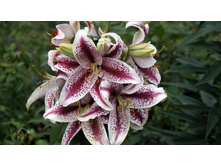 ����� ����������