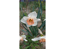 ������� ���������