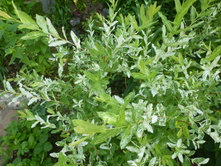 P1090154.JPG ��� ������������� ������-������