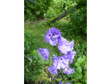 P1090164.JPG ����������� ��������.