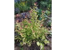 ������ ���������