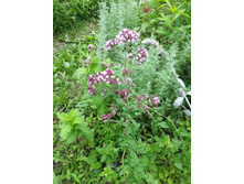 ������ ������������ (�������) 40 ���.