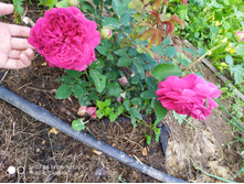 IMG 20190630 175903.jpg