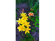 IMG 20190716 204816.jpg