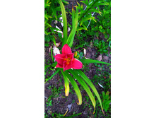 ������ ��