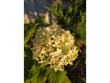 IMG 20190714 192942.jpg