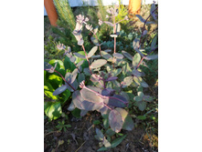 ������ ����� ����