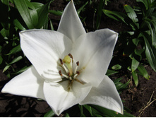 ����� ��-������� LITOUWEN IMG 1458.JPG