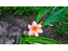 ������ ������-����������, 110 ���