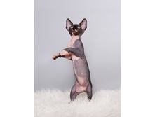 �����ӣ��� � �����