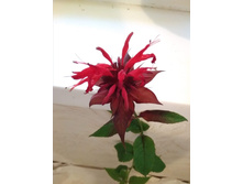 ������ �������