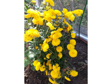 ���������� "�����"  �� 150 ���.