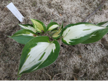 �������� ��������