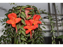 �������� Arguta - 100 ���.