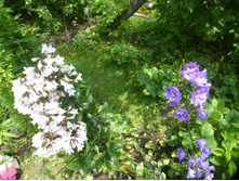 P1090165.JPG ���������