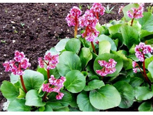 �����,  ������� �� 50 ���.