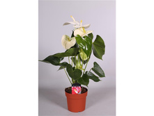 �������� ������� ( Anthurium Montana)